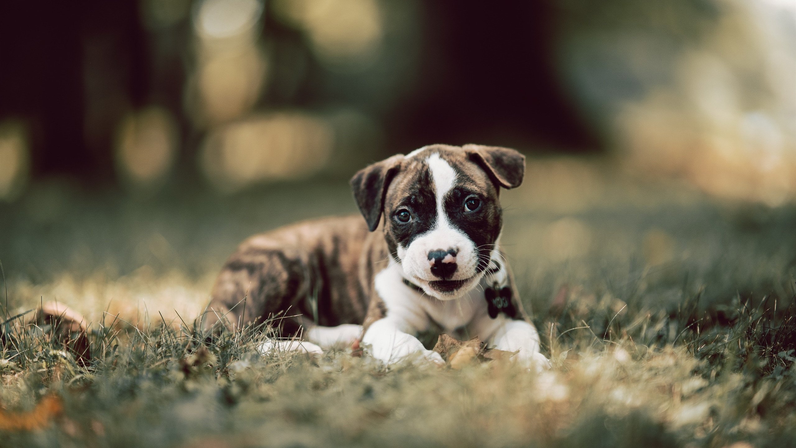 鹈鹕展翅压制群狼，武切维奇化身关键先生定乾坤